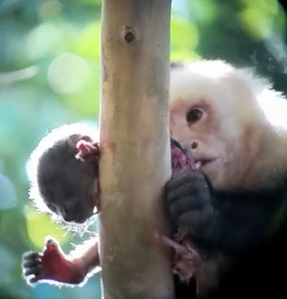 Costa Rica – Manuel Antonio